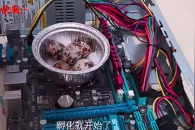 用CPU孵出鹌鹑还不满足？24岁码农在家孵鸵鸟，引百万“云爸妈”围观图片