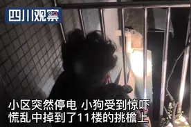 停电吓坏“汪星人”30米高空等救援图片