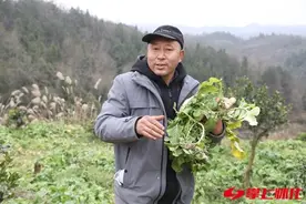 麻阳新型农民李凡宏：“藏”在山间养肥猪图片