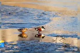 40秒丨琵嘴鸭首次在陕西汉江安康段现身 2012年被列入濒危物种红色名录视频封面