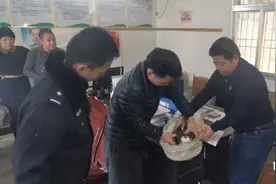 空中猛禽突然造访，原来是负伤的捕蛇高手——蛇雕图片