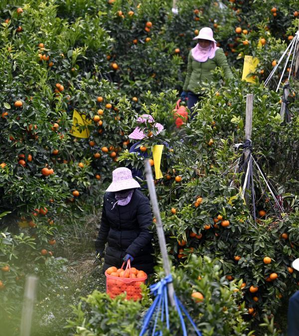 广西柳州：荒山产“金果”沃柑采摘忙