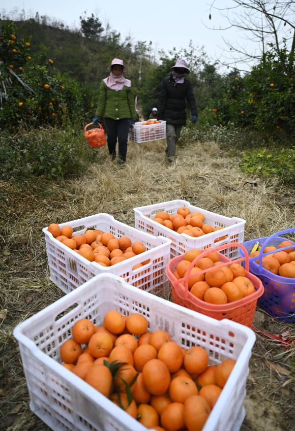 广西柳州：荒山产“金果”沃柑采摘忙