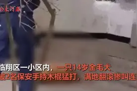 云南2保安持棍暴打14岁金毛犬，画面令人气愤！主人：治好也残废图片