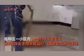 云南2保安持棍暴打14岁金毛犬，画面令人气愤！主人：治好也残废图片