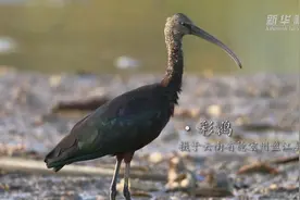 珍稀鸟类彩鹮再次现身云南盈江视频封面