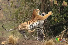 印度两头老虎为争夺统治地位打架图片