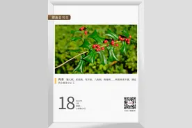 湖湘自然历丨来者不善！调皮的小朋友小心了图片