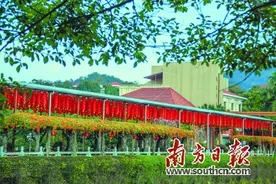 炮仗花开暖意浓，朵朵惊艳迎客来图片