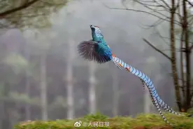 云南会泽念湖：500多只白腹锦鸡，美得不可方物图片