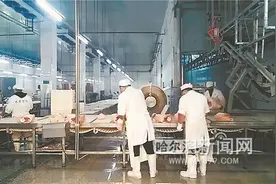 “合作养猪”销路不愁图片