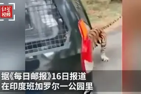 老虎咬住车尾将整车人拖动数米，一旁游客拍下全程，网友：牙口挺好图片