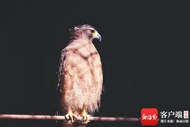 海南周刊 | 花式过冬，海野动植物园的“小可爱”们有点皮图片