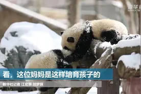 看，这位妈妈是这样培育孩子的视频封面