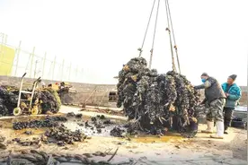 10元一盆！日照这种海鲜上市了图片