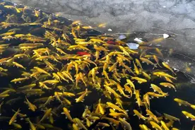锦鲤浮沉镜里天图片