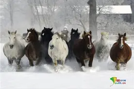 日本北海道怀孕母马集体小跑 加强锻炼助分娩图片