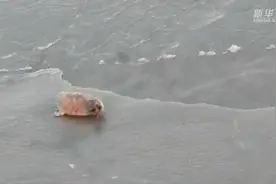 看！斑海豹又现辽东湾 呆萌可爱惹人爱视频封面