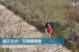 浙江长兴：又闻腊梅香视频封面