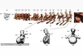 阿根廷出土9800万年前恐龙化石，或为史上最大陆生动物图片