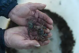 腊月蟹农忙图片