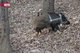 南京放归一只野猪 为其佩戴“定位项圈”视频封面