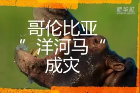 哥伦比亚“洋河马”成灾视频封面