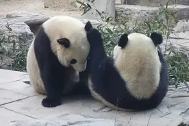 北京：双胞胎大熊猫姐妹嬉戏打闹图片