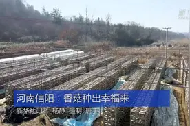 河南信阳：香菇种出幸福来视频封面