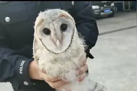 云南警营闯入怪鸟酷似猴子，系国家二级保护野生动物草鸮视频封面