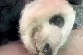 美国孟菲斯动物园熊猫瘦骨嶙峋？中国动物园协会回应图片