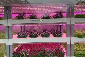 颠覆农业刻板印象，中国植物工厂“点亮”资本前路图片