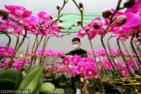 花开“蝶舞”迎新年图片