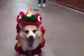 中国风宠物服装受海外消费者喜爱，韩国消费者购买数量最多视频封面