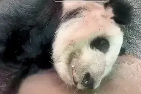 官方回应孟菲斯动物园熊猫瘦骨嶙峋：22岁，属于老年并患皮肤病图片