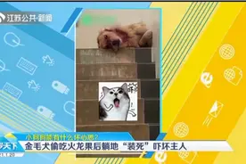 小狗狗能有什么坏心思？金毛犬偷吃火龙果后躺地“装死”吓坏主人视频封面