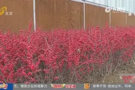 小红果挑大梁，北美冬青寒冬走俏，一亩地收入五六万，映红致富路视频封面