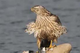 判刑丨宁夏4名男子捕猎苍鹰，带回家驯养图片