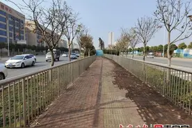 广西最牛“钉子树”405岁高龄濒危，专家会诊抢救开“药方”图片