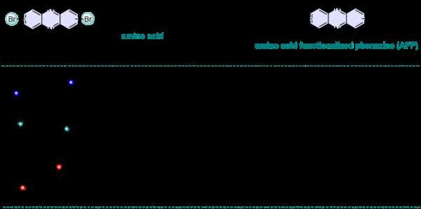 新纪录！西湖大学利用氨基酸实现高储能