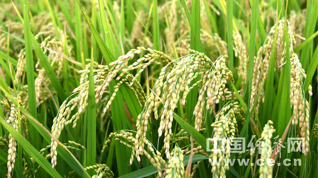 糙米和大米的区别热量（糙米与白米 哪种对你的健康更有益）