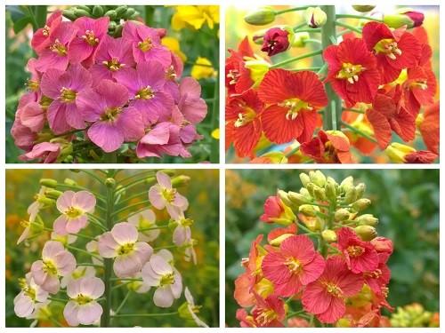 基因编辑秘籍，助力油菜成为“全能王”