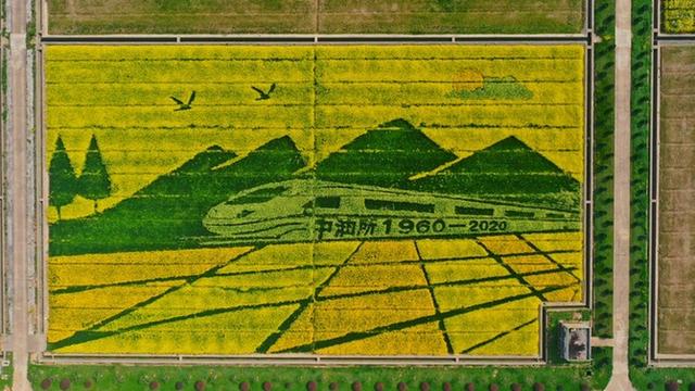 基因编辑秘籍，助力油菜成为“全能王”