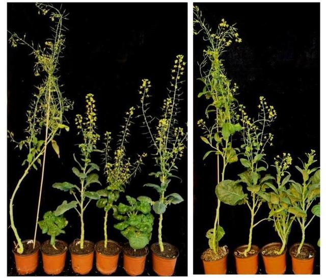 基因编辑秘籍，助力油菜成为“全能王”