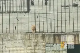 西安一只猫被困楼顶11天，女“铲屎官”把记者哭懵了……图片