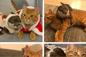 水獭和猫咪睡前互相拥抱引网友感叹：神仙友谊如此温暖图片