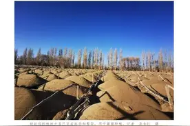 敦煌万亩防护林遭遇“剃光头”式砍伐，几代人的血汗付诸东流，是谁逆生态保护而行？图片