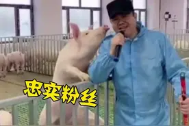 黑龙江养猪男子给猪唱歌：猪的情绪比以前稳定了图片