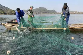 鱼跃人欢！杭州湘湖年鱼第一网开捕，明早限卖1小时请大家尝尝鲜图片
