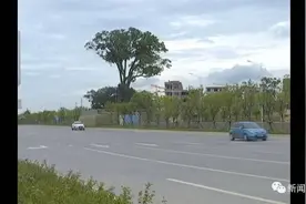 405岁“树王”被拦腰砍断之后图片